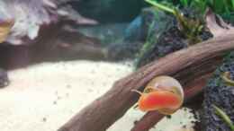 aquarium-von-david-schneider-aquaristik-aquascape-180l_Pinke Posthornschnecke hat sich mit eingeschlichen