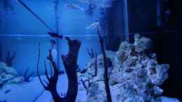 aquarium-von-benkolo-kugelfisch-brackwasser_