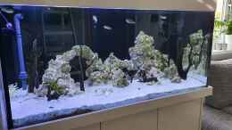 aquarium-von-benkolo-kugelfisch-brackwasser_