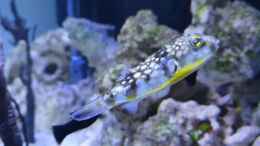 aquarium-von-benkolo-kugelfisch-brackwasser_Patoca