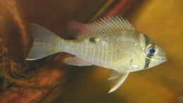 aquarium-von-ravaka-unterspueltes-steilufer-am-rio-nanay-aufgeloest_Dez 20 - Biotodoma Cupido Wildfänge aus dem Rio Nanay