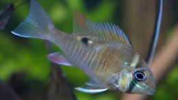 aquarium-von-ravaka-unterspueltes-steilufer-am-rio-nanay-aufgeloest_Feb 21 - Biotodoma Cupido Wildfänge aus dem Rio Nanay bekom