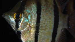 aquarium-von-ravaka-unterspueltes-steilufer-am-rio-nanay-aufgeloest_Jan 21 - Peru altum Wildfänge aus dem Rio Nanay in Peru