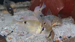 aquarium-von-ravaka-unterspueltes-steilufer-am-rio-nanay-aufgeloest_Dez 20 - Biotodoma Cupido Wildfänge aus dem Rio Nanay