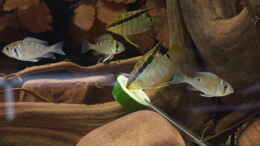 aquarium-von-ravaka-unterspueltes-steilufer-am-rio-nanay-aufgeloest_Jan 21 - Juvenile Mesonauta entpuppen sich als Vegetarier !?