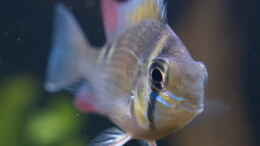 aquarium-von-ravaka-unterspueltes-steilufer-am-rio-nanay-aufgeloest_Feb 21 - Biotodoma Cupido Wildfänge aus dem Rio Nanay bekom