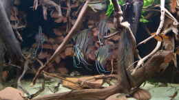 aquarium-von-ravaka-unterspueltes-steilufer-am-rio-nanay-aufgeloest_Jan 21 - Beckenansicht Rio Nanay