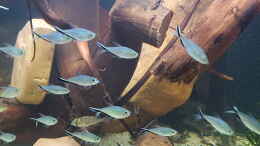 aquarium-von-ravaka-unterspueltes-steilufer-am-rio-nanay-aufgeloest_Dez 20 - gerundete Gerölle aus Sollingsandstein aus der Wes