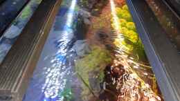 aquarium-von-lopar1986-littlesalmlerforest_Vorne Daylight und hinten Growlight für Pflanzen