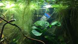 aquarium-von-herkla-killifische-im-anubienwald-verkauft_17.12.2020 Epiplatys annulatus Männchen