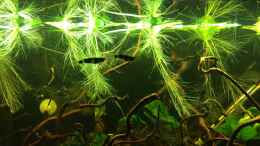 aquarium-von-herkla-killifische-im-anubienwald-verkauft_15.02.2012 zwei männchen  epiplatys annulatus