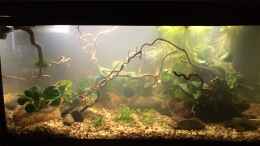 aquarium-von-herkla-killifische-im-anubienwald-verkauft_13.12.2020 Fingerwood von Korkenzieherhaselnuss