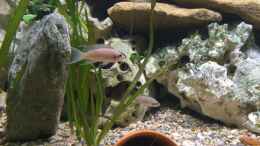 aquarium-von-berie-stonefield_Neolamprologus Brichardi