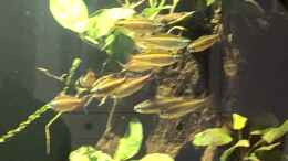 aquarium-von-schroepse-pool-malebo-kongo_Goldener Kongosalmler