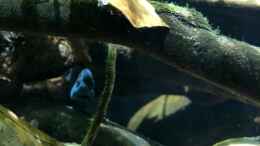 Aquarium einrichten mit Buckelkopfcichlide - Männchen 