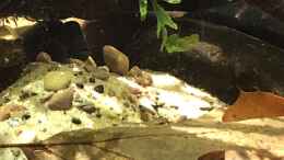 Aquarium einrichten mit Buckelkopfcichlide - Männchen in seiner gegrabenen