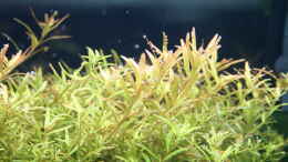 aquarium-von-susanne-axt-asien-kaltwasser_Rotala rotundifolia ´Gia Lai´ / ´H´Ra´