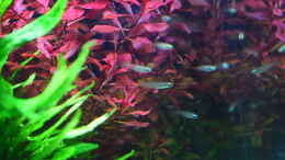 aquarium-von-junglist-wohnzimmer-nano_Normans Leuchtaugenfisch, Aplocheilichthys normani
