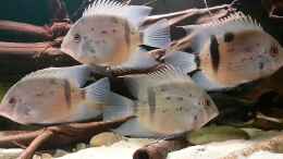 aquarium-von-agua-viva-amazonas-biotop-aufgeloest--nur-noch-als-beispiel_Uaru fernandezyepezi, juvenil