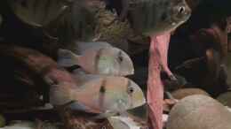Aquarium einrichten mit Guianacara dacrya