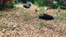 Aquarium einrichten mit Corydoras aeneus black