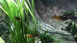 Aquarium einrichten mit Melanotaenia boesemani Jungtiere