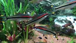 Aquarium einrichten mit Puntius denisonii 