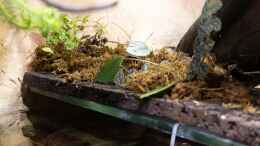 aquarium-von-schlangenschulz-oskarparadies-mit-steilufer_Stegausschnitt - im Hintergrund Eichenblattficus
