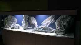 aquarium-von-speedy02-malawi-nonmbuna_