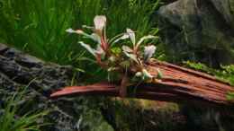 aquarium-von-comander-wild-nature_Bucephalandra