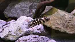 Aquarium einrichten mit Julidochromis marleri