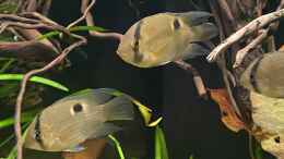 Aquarium einrichten mit Drei Junge Maronis. Ein sehr empfehlenswerter Pflegling!