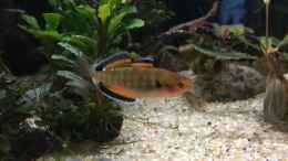 aquarium-von-herkla-neuguinea_27.05.2021 beide Männchen zusammen