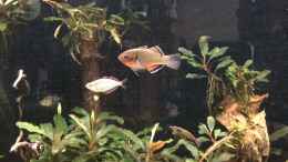 aquarium-von-herkla-neuguinea_22.05.2021 Kaisergrundel Männchen zeigt seine Färbung