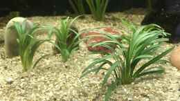 aquarium-von-herkla-neuguinea_25.01.24 Ophiopogon japonicus, rechts von der Mitte