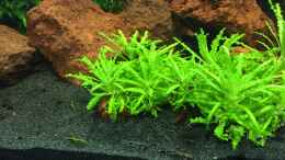 aquarium-von-felix-krause-60er-cube_Corydoras Habrosus + Neocaridina Davidi 