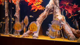 aquarium-von-diskusmummy-office-4-0_Nhamunda brown Discus semi royal, Largo Tureré
