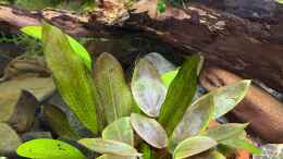 Aquarium einrichten mit Lagenandra meeboldii Rot 