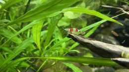 aquarium-von-tavira2000-myanmar--gesellschaft_Red Bee