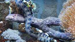 aquarium-von-carkl-meerwasseraquarium_Echidna nebulosa - Sternfleckenmur?ne