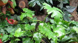 Foto mit Philodendron bipinnatifida Shangri La