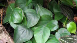 Foto mit Philodendron scandens (noch am Boden)