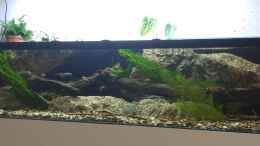 aquarium-von-pacho-stroemungsbecken_mit schwarzer Folie den oberen Rand des Beckens beklebt. Gef