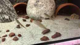 aquarium-von-helga-kury-suesswasser-schleimfische-aus-dem-gardasee_Leider sind die Tiere etwas schnell und man kann sie schlech