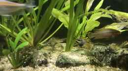 aquarium-von-herkla-kongo-river_08.11.23 Pelvicachromis teaniatus nigeria rot Paar
