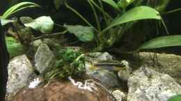 aquarium-von-herkla-kongo-river_17.02.22 Pelvicachromis taeniatus nigeria green Weibchen
