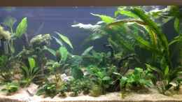 aquarium-von-herkla-kongo-river_30.04.2021 nach 12 Stunden