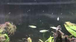 aquarium-von-herkla-kongo-river_03.02.2022 Phenacogrammus aurantiacus