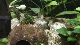 aquarium-von-herkla-kongo-river_17.02.22 Pelvicachromis taeniatus Paar