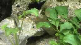 aquarium-von-herkla-kongo-river_die Pelvicacromis taeniatus bauen eine neue Laichhöhle